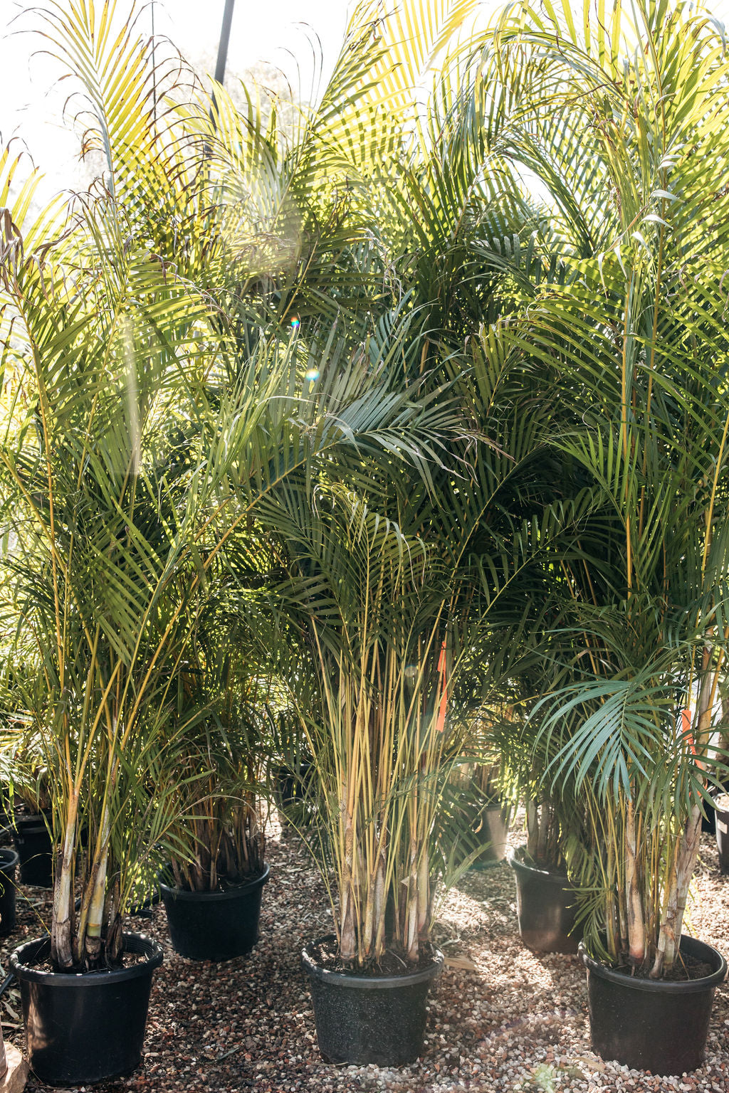 palm cane plant Golden Cane Palm (Dypsis lutescens)