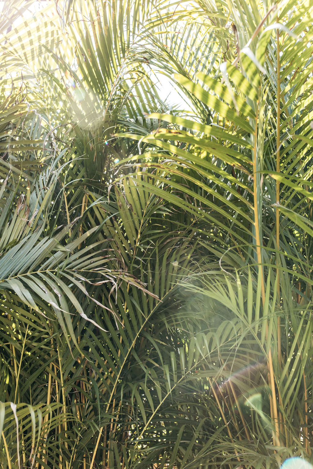 Golden Cane Palm (Dypsis lutescens)