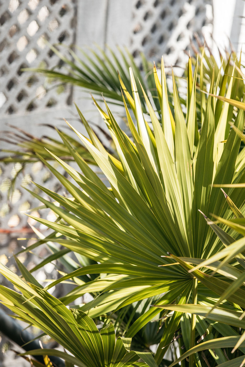 Florida Thatch Palm (Thrinax radiata)