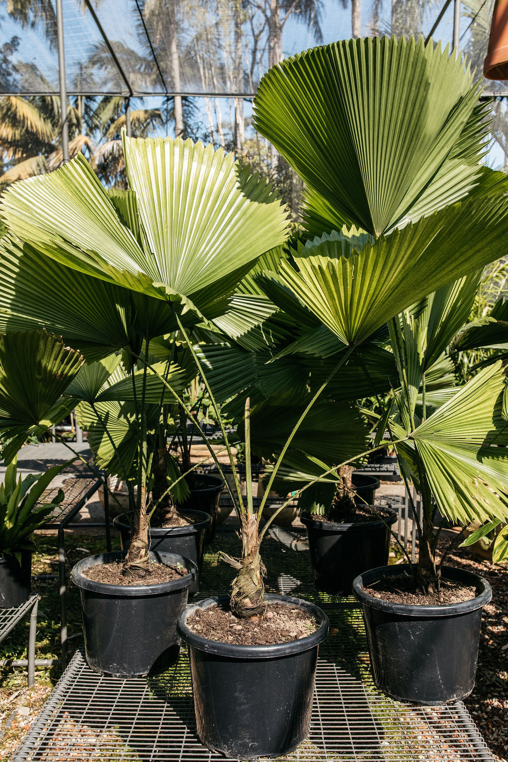 Elegant Fan Palm (Licuala elegans)