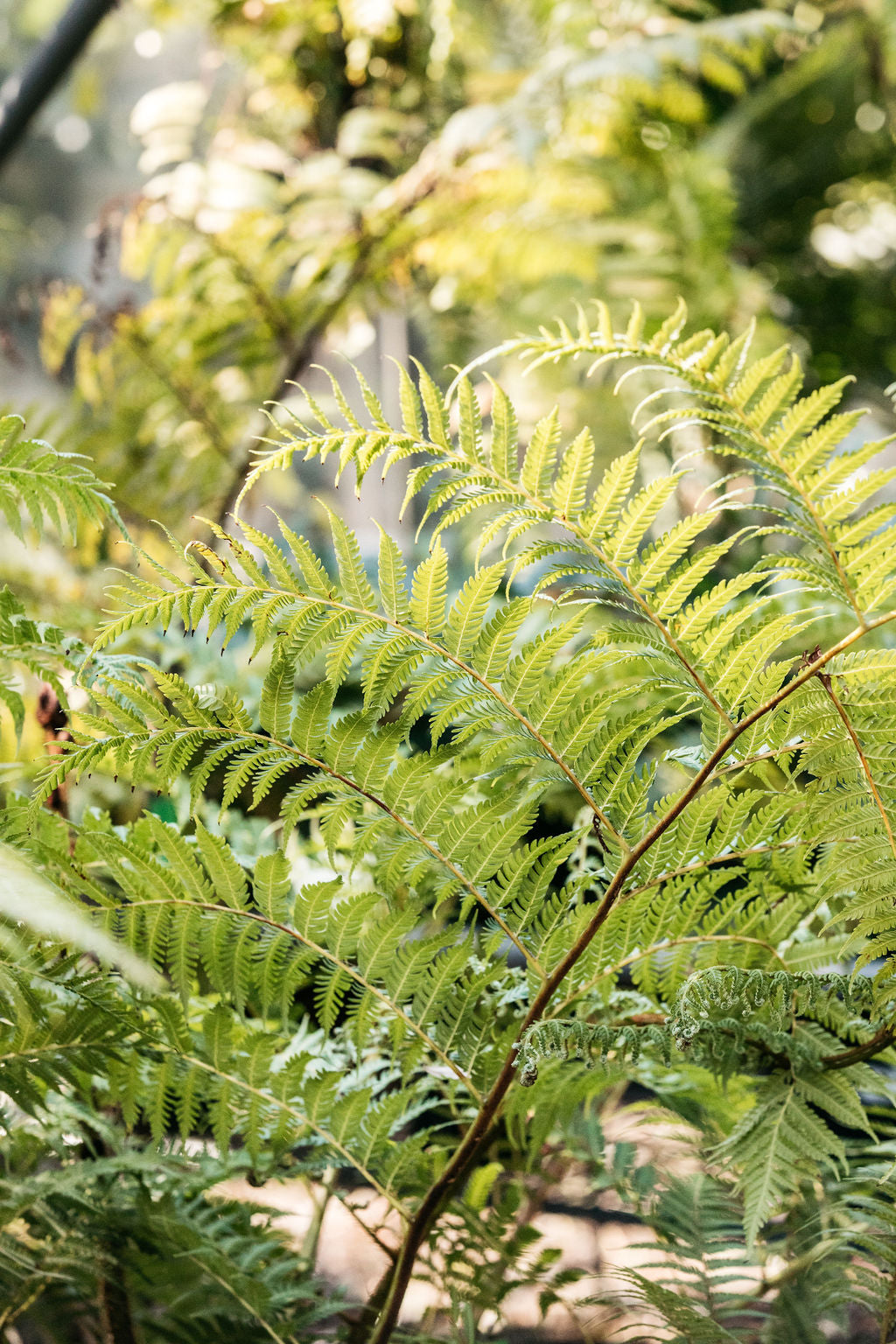 Australian Tree Fern (Cyathea cooperi) – The Palms Sydney