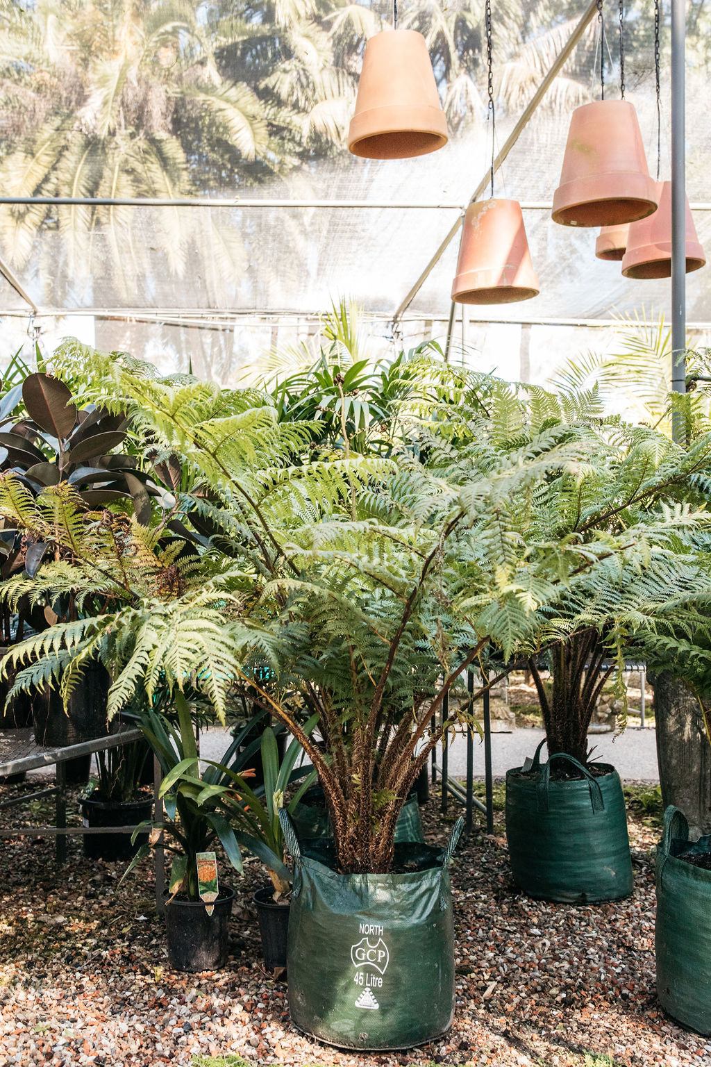 Australian Tree Fern (Cyathea cooperi)