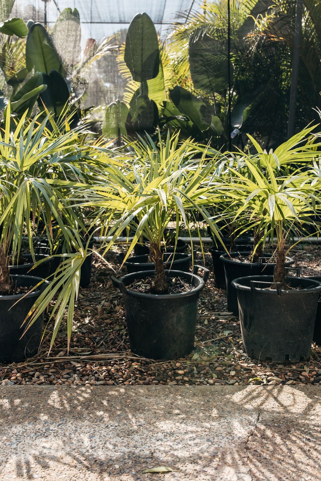 Florida Thatch Palm (Thrinax radiata)