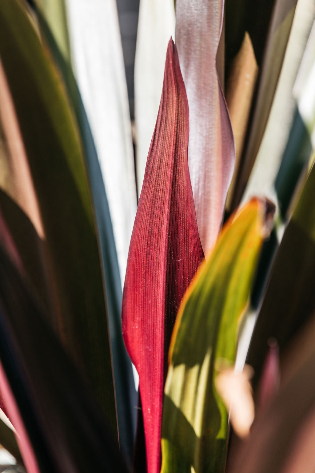 Purple Crinum Lily (Crinum asiaticum)