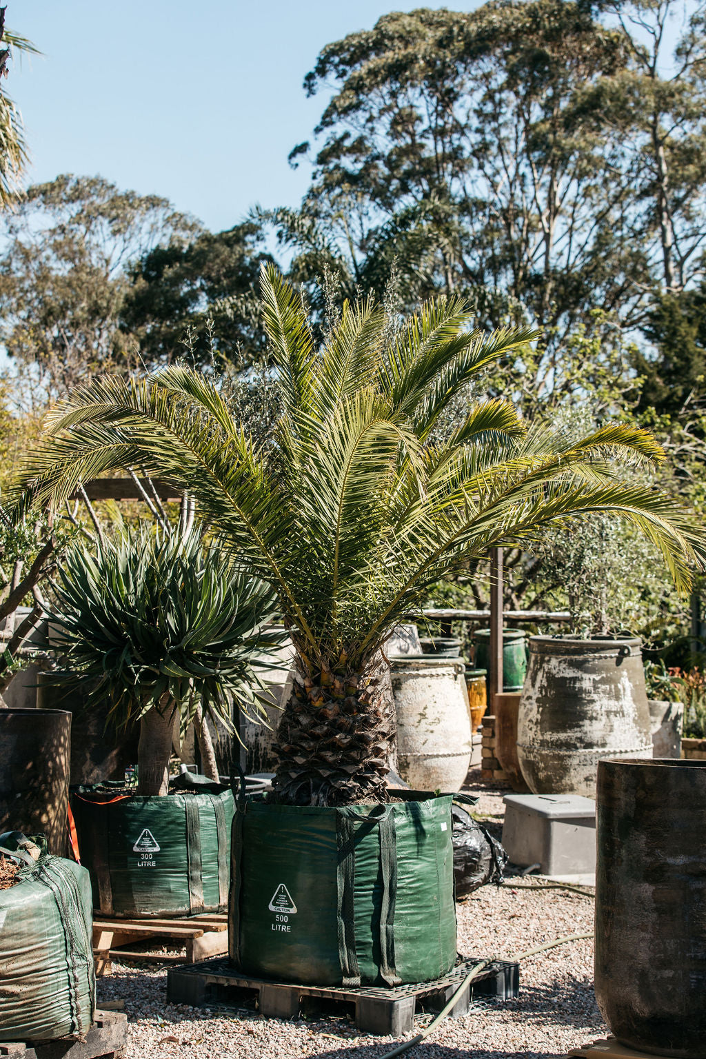 Mature Phoenix canariensis 500L