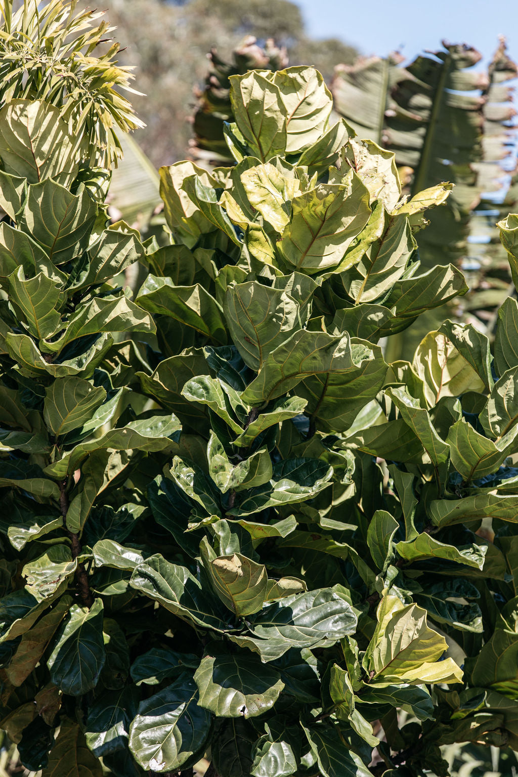 Fiddle Leaf Fig (Ficus lyrata)