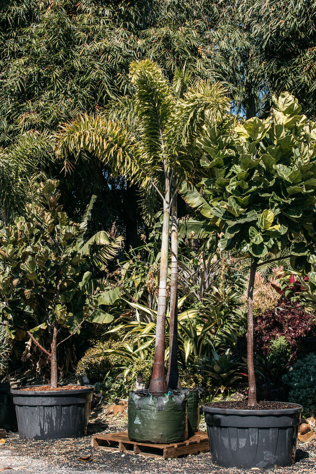 Foxtail Palm (Wodyetia bifurcata)