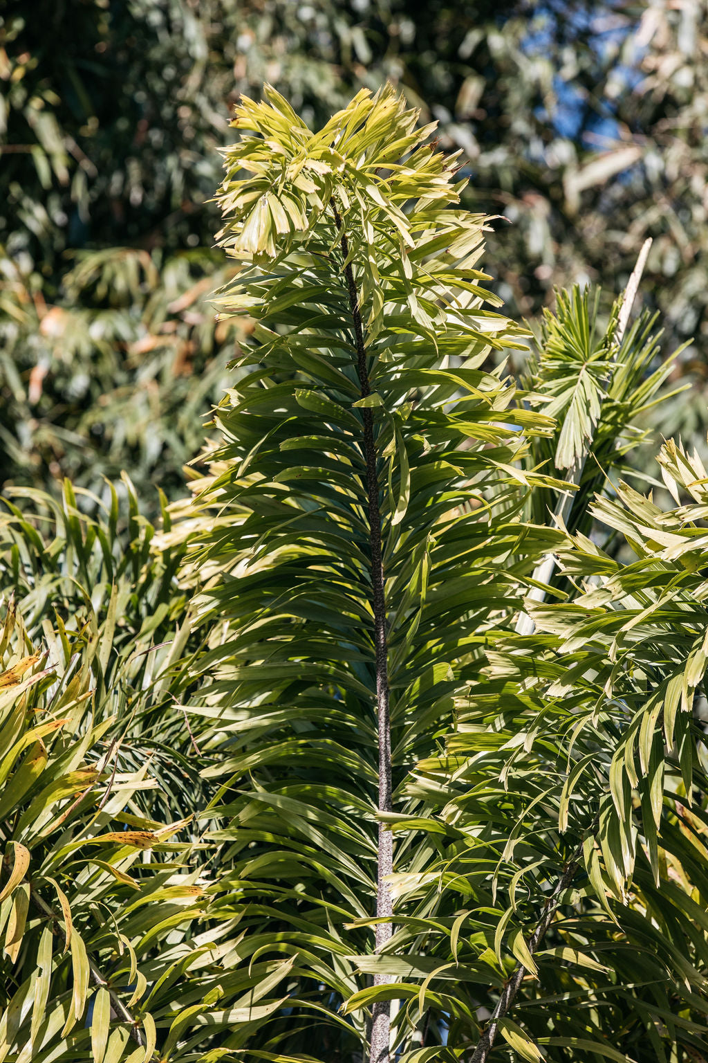 Foxtail Palm (Wodyetia bifurcata)