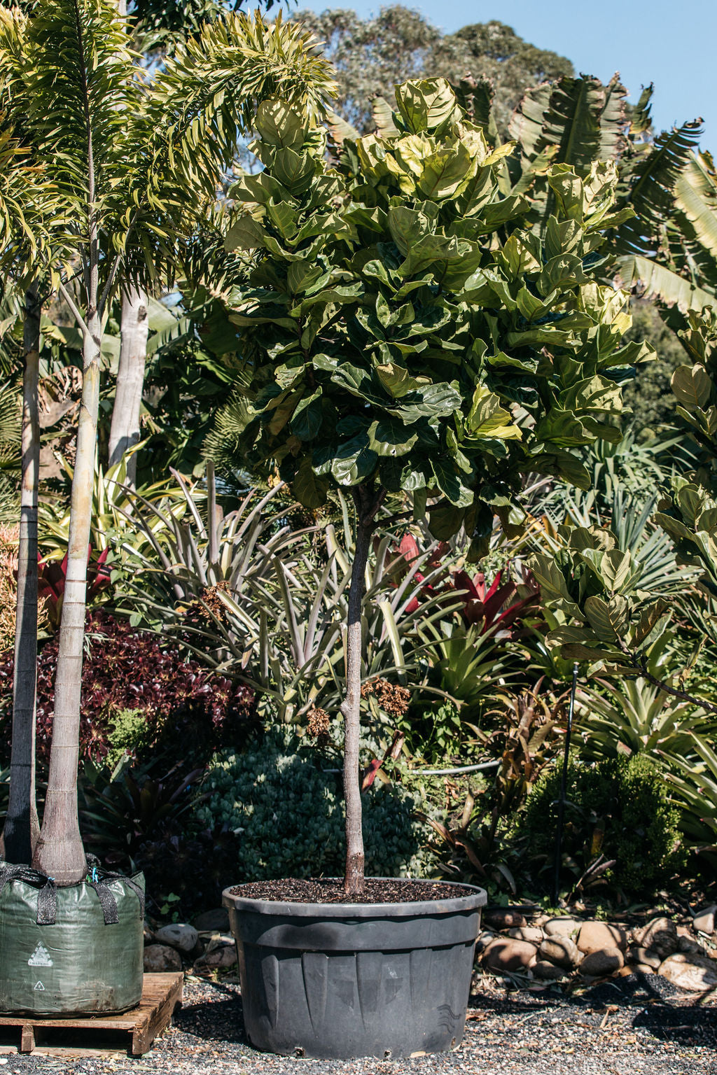 Fiddle Leaf Fig (Ficus lyrata)