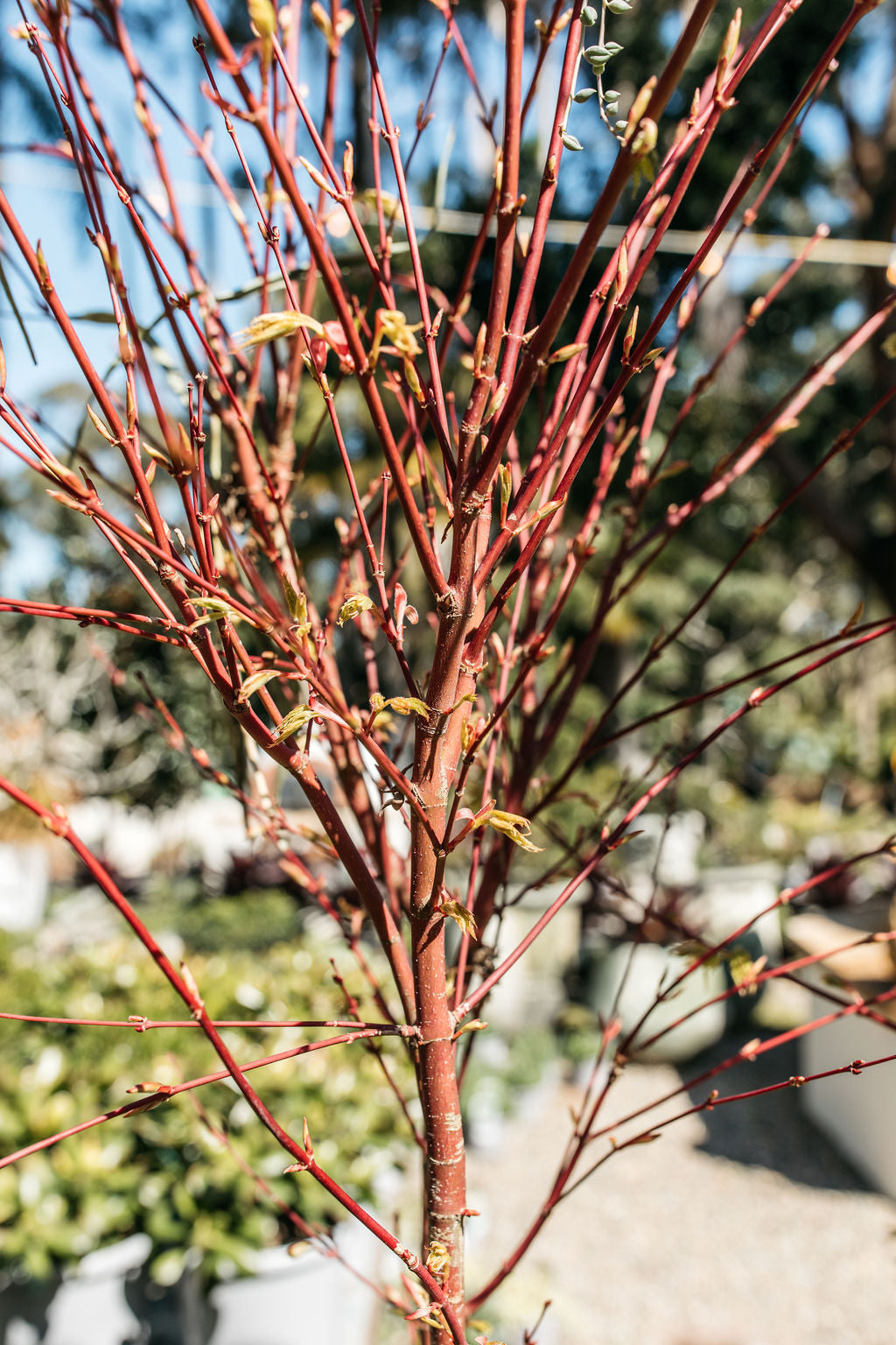 Coral Bark Maple (Acer palmatum Senkaki)