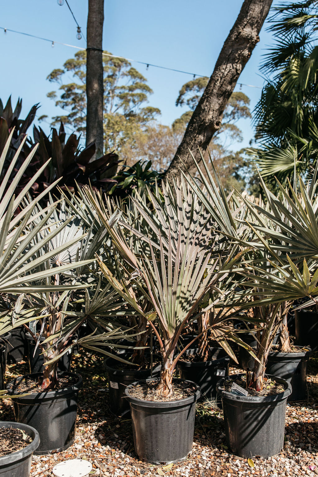 Bismarck Palm ' Bismarckia nobilis'