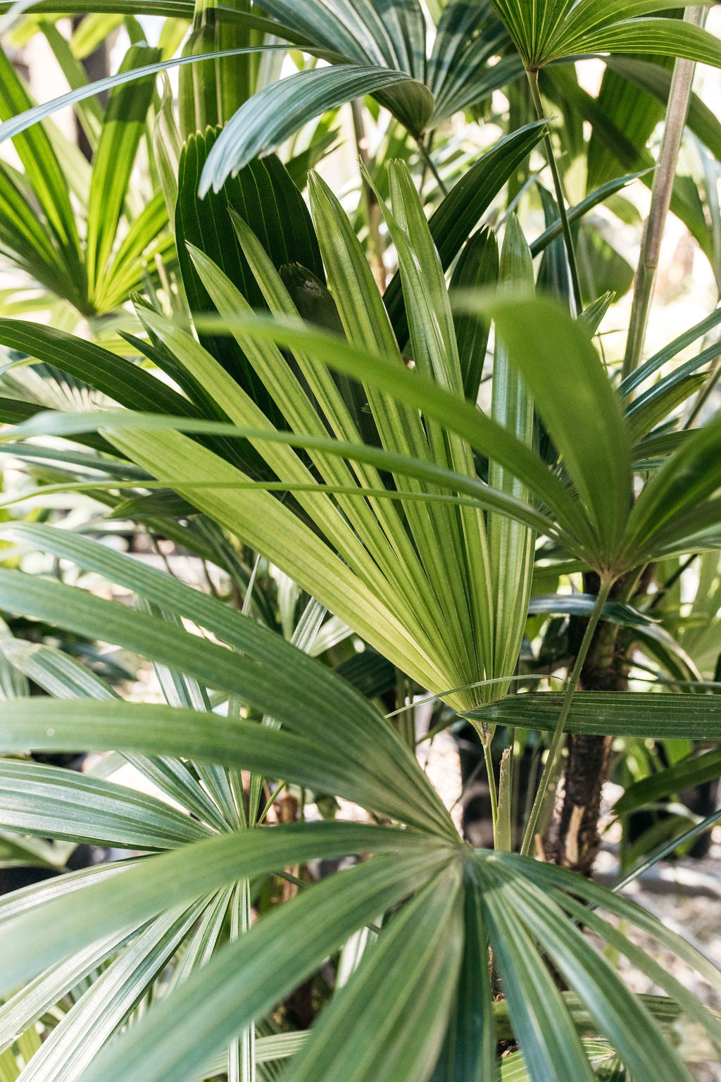 Lady Palm (Rhaphis excelsa)