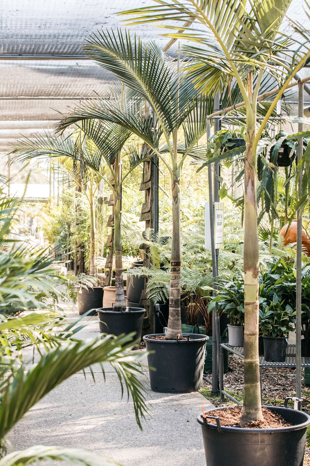 Mount Lewis Palm (Archontophoenix purpurea)