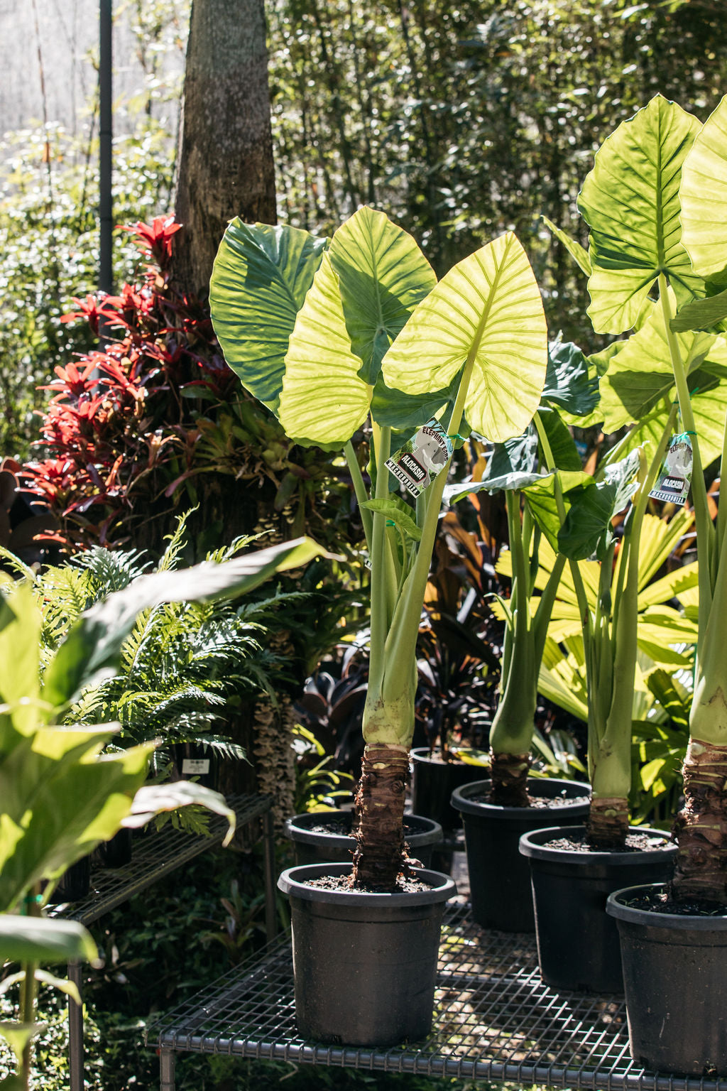 plant giant elephant ears Alocasia macrorrizha (Giant Elephant Ear Plant)