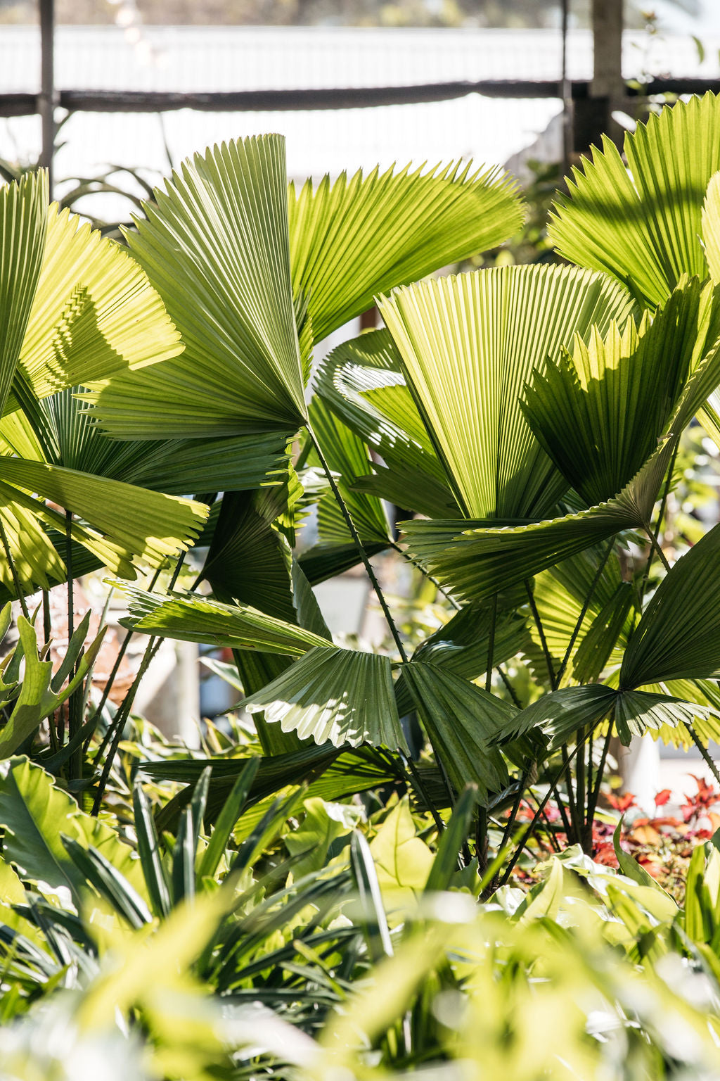 Elegant Fan Palm (Licuala elegans)