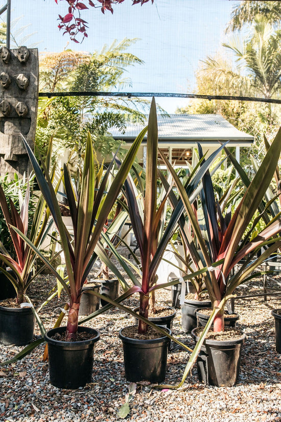 Purple Crinum Lily (Crinum asiaticum) The Palms Sydney