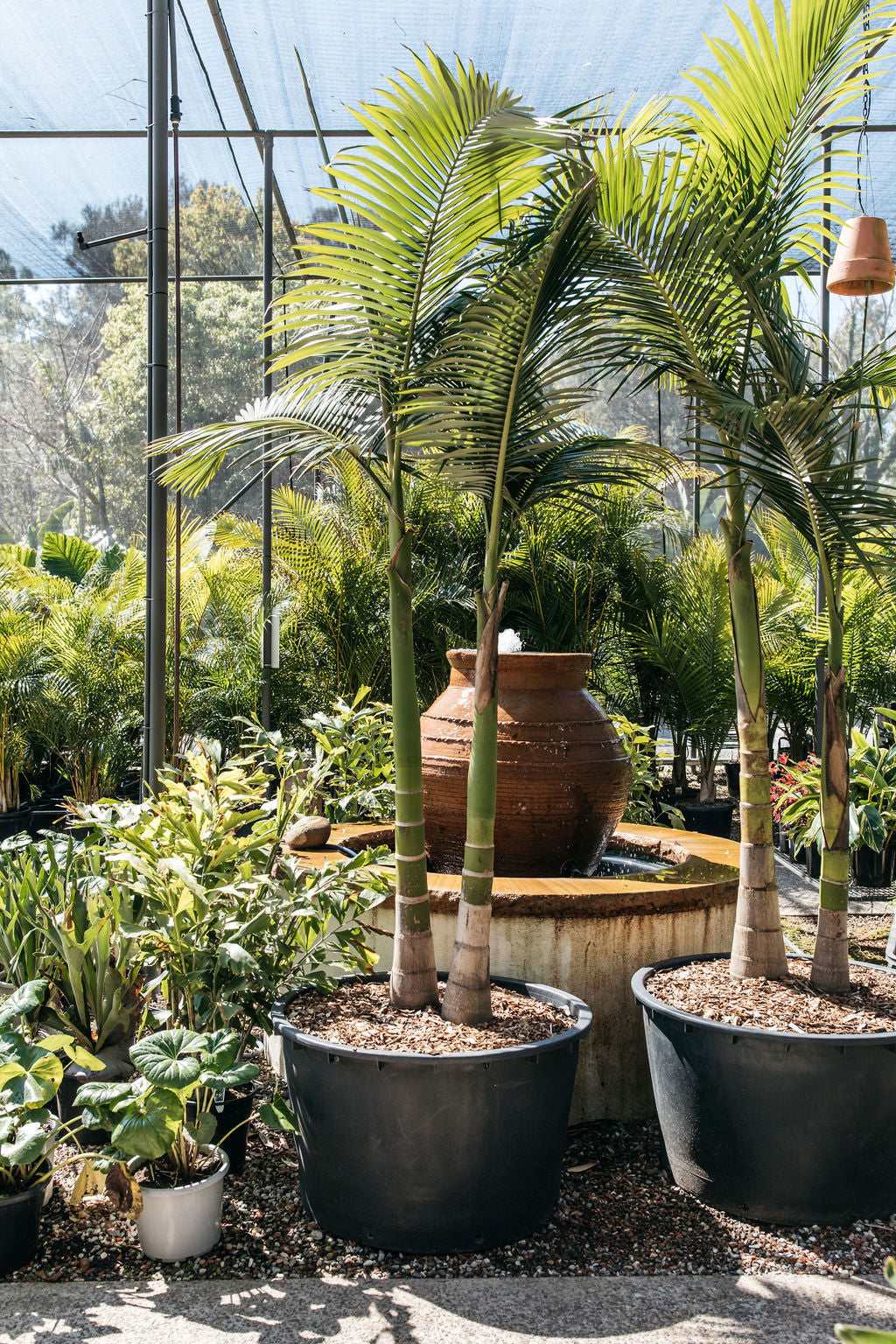 Bangalow Palm (Archontophoenix cunninghamiana)