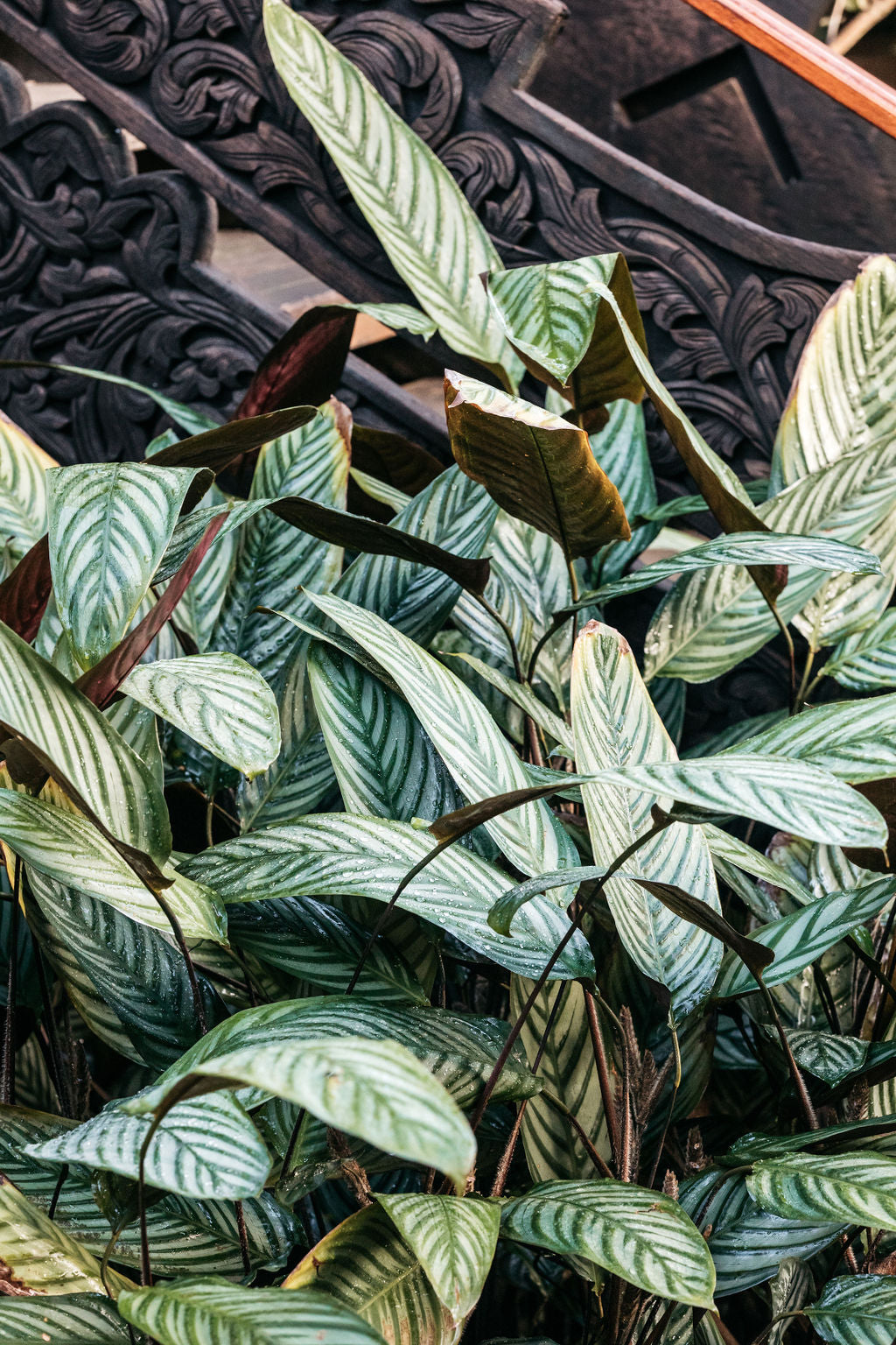 grey star prayer plant Ctenanthe setosa 'Grey Star' (Prayer Plant)