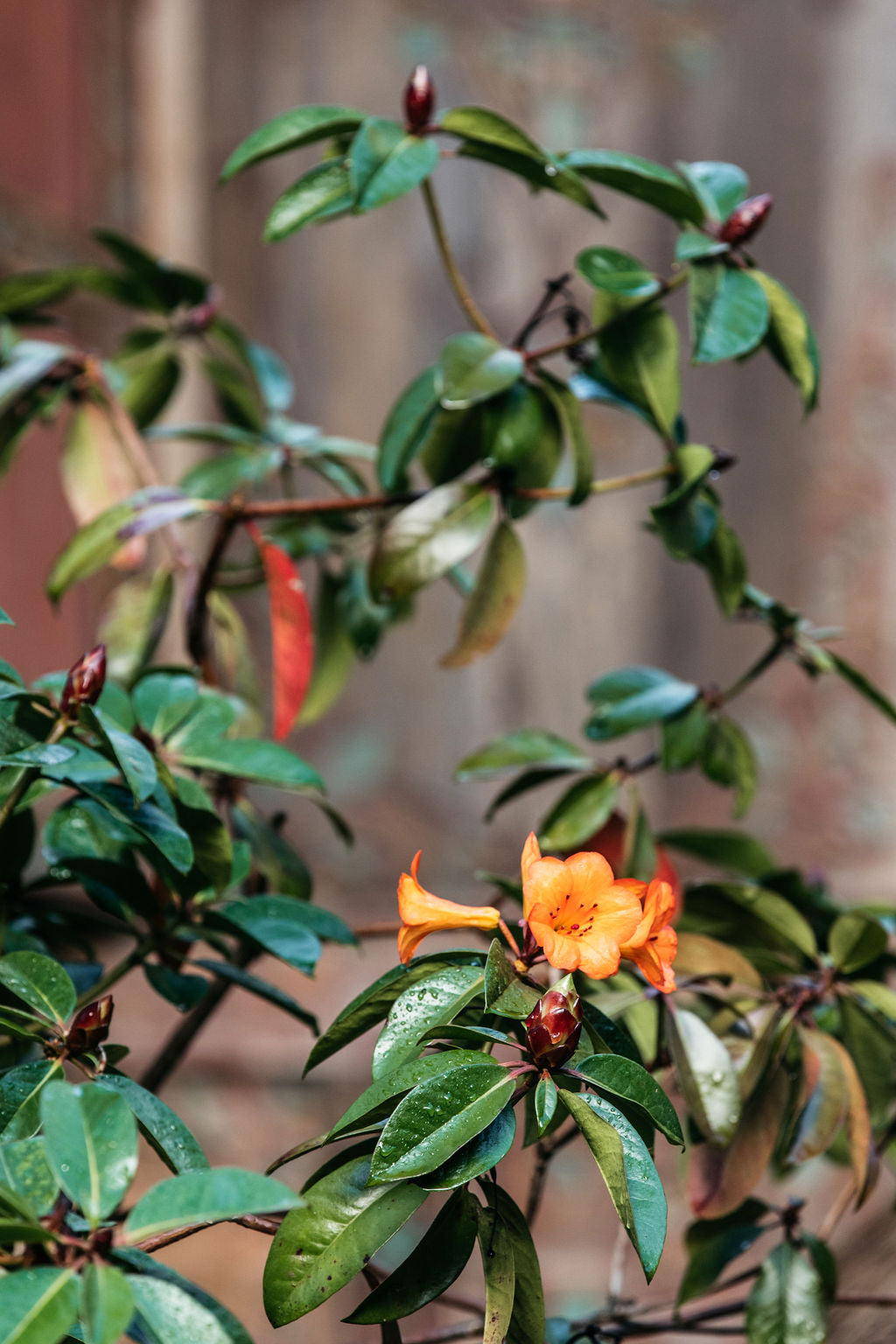 Tropical Rhododendron (Vireya)