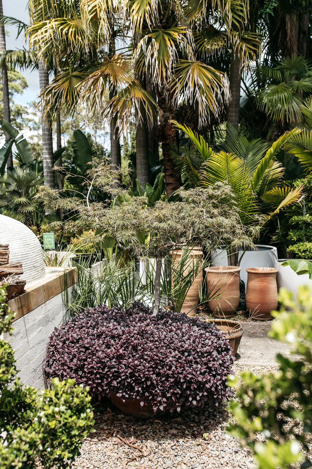 Alternanthera dentata 'Little Ruby' (Little Ruby)