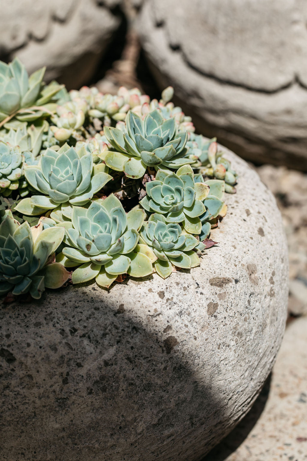 Stone Short Flower Carved Pot – The Palms Sydney