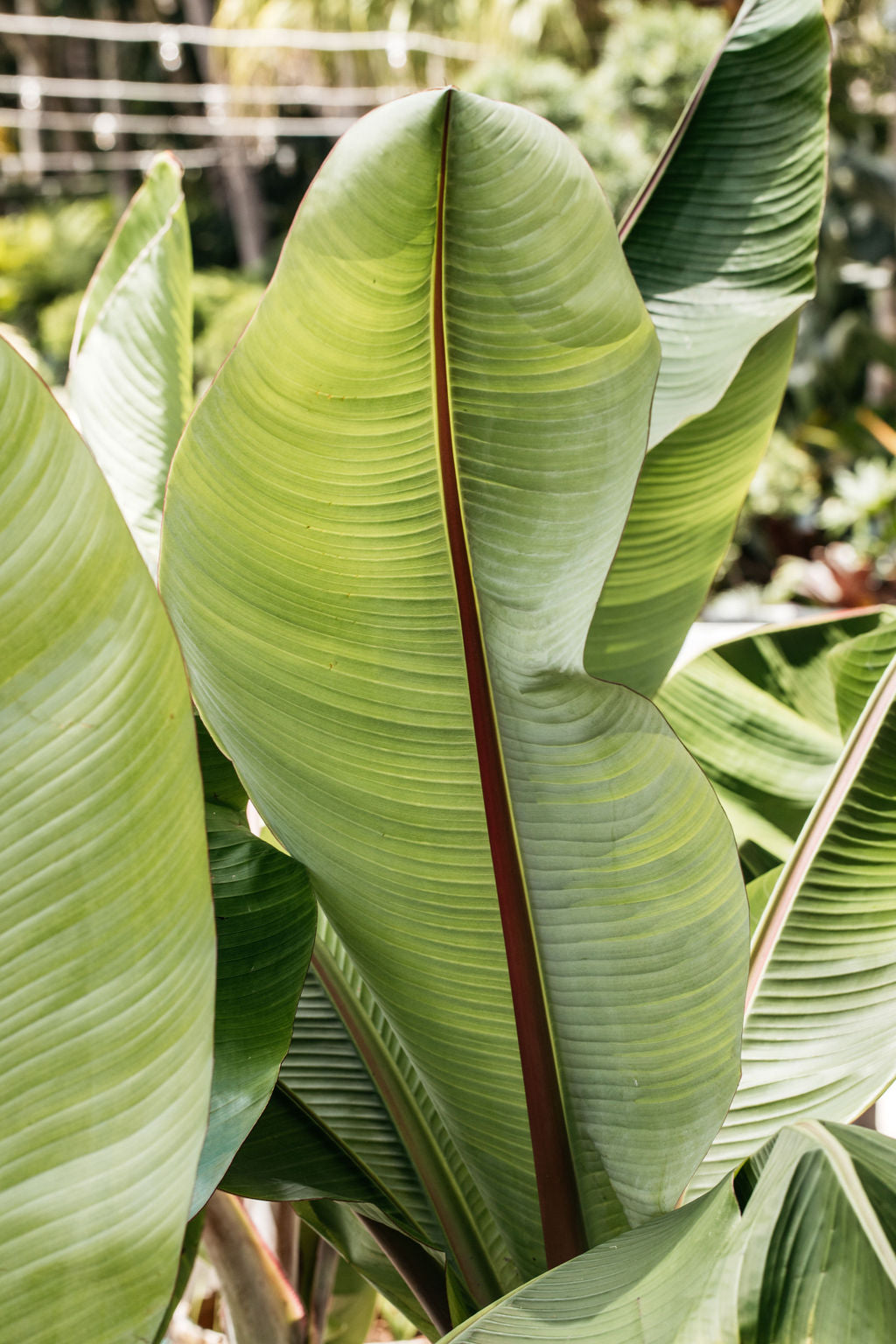 banana palm leaf plant Abyssinian Banana Palm (Ensete ventricosum)