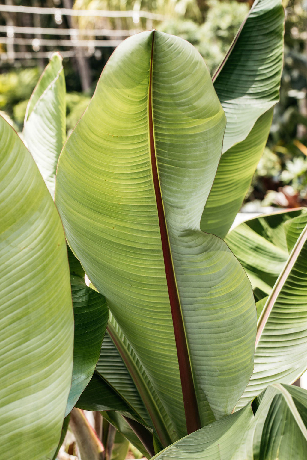 Abyssinian Banana Palm (Ensete ventricosum)