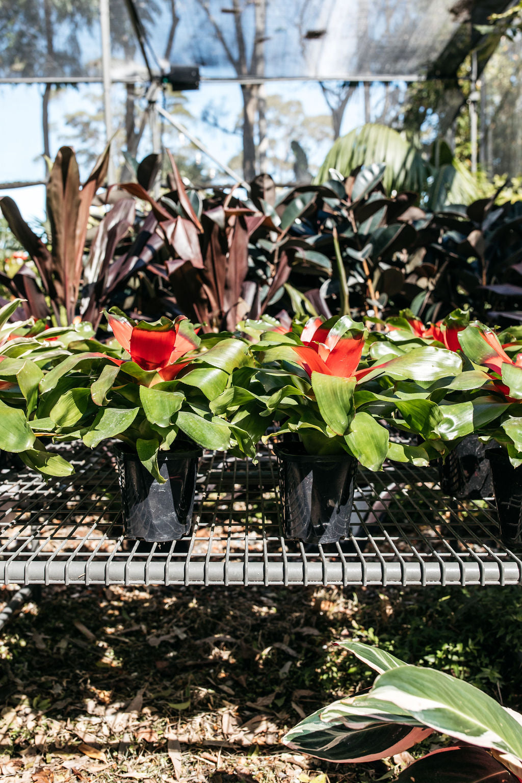 Neoregelia Gosford