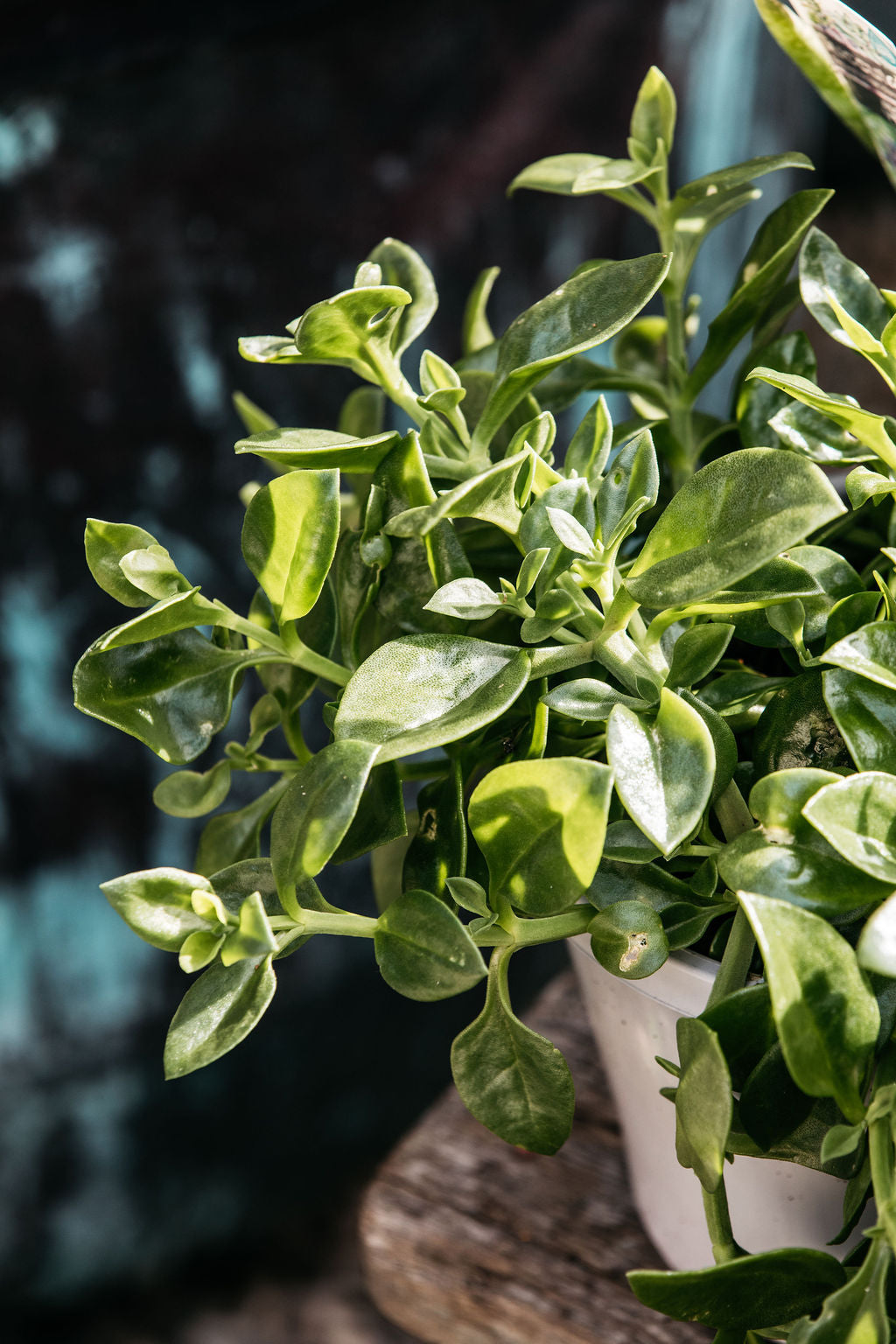 Aptenia cordifolia