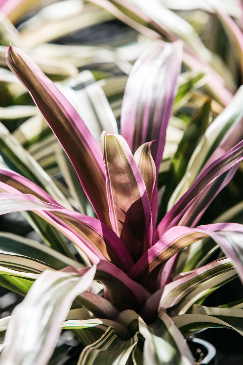 Neoregelia Lilac Prince