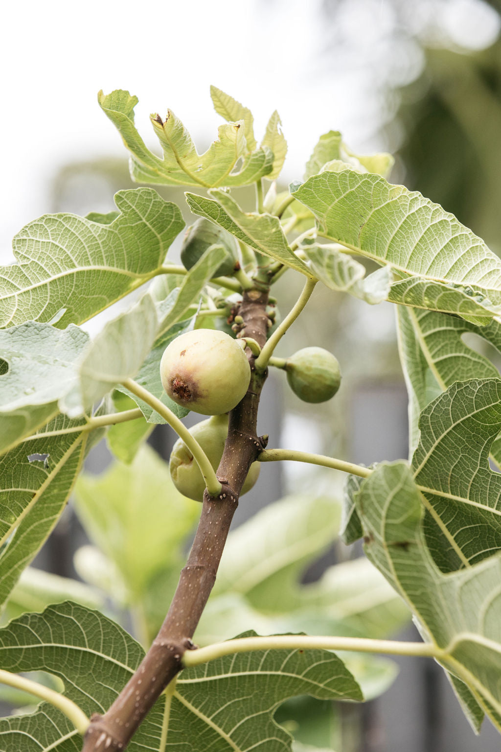 Ficus carica