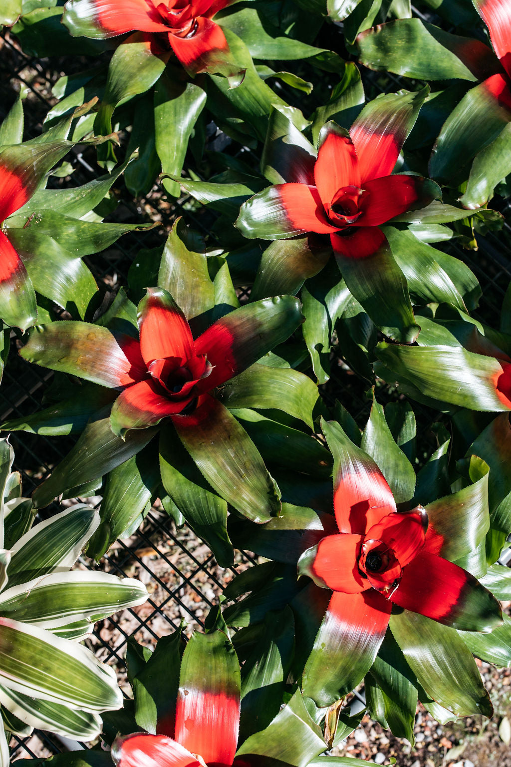 Neoregelia Gosford