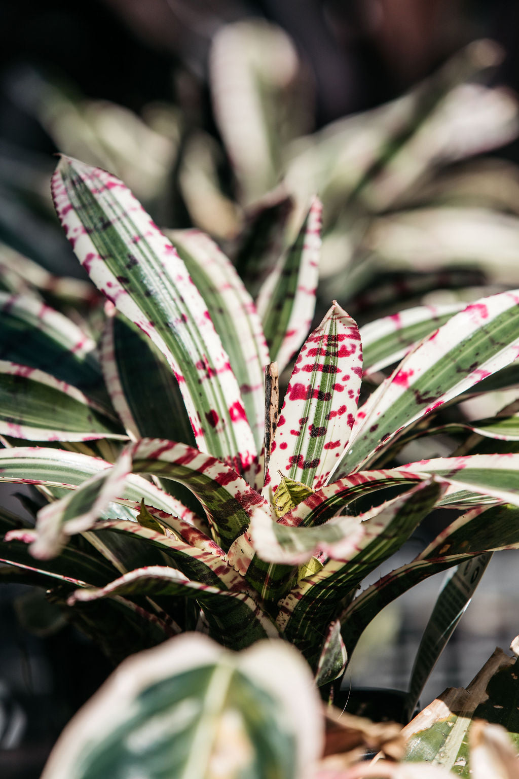 Neoregelia Bromeliad 'Mini'