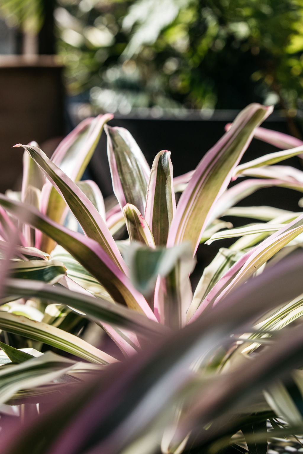 Neoregelia Lilac Prince