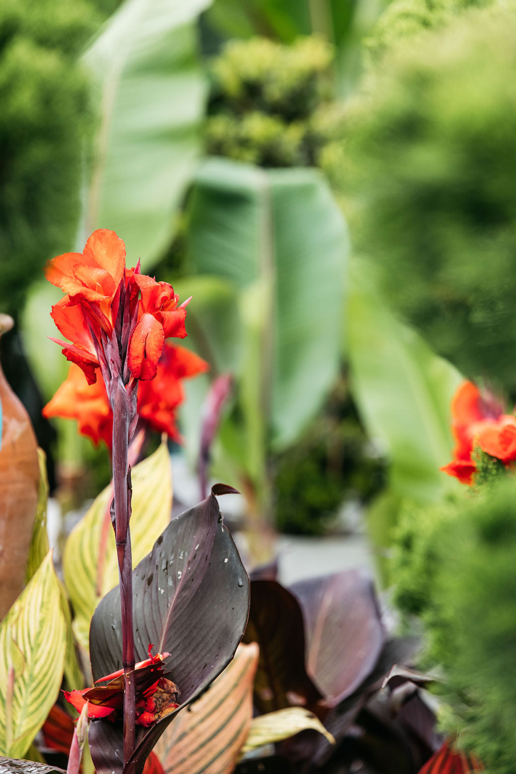 Canna Lily 'Australia'