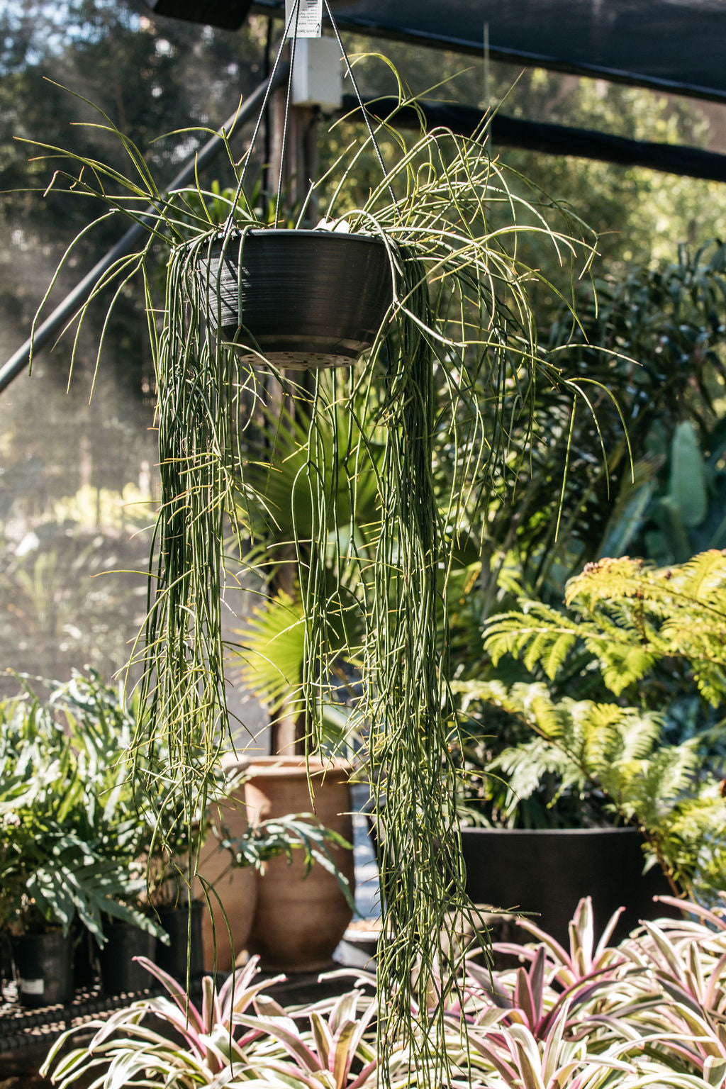 spaghetti plant succulent Rhipsalis 'Spaghetti' (Mistletoe Cactus)