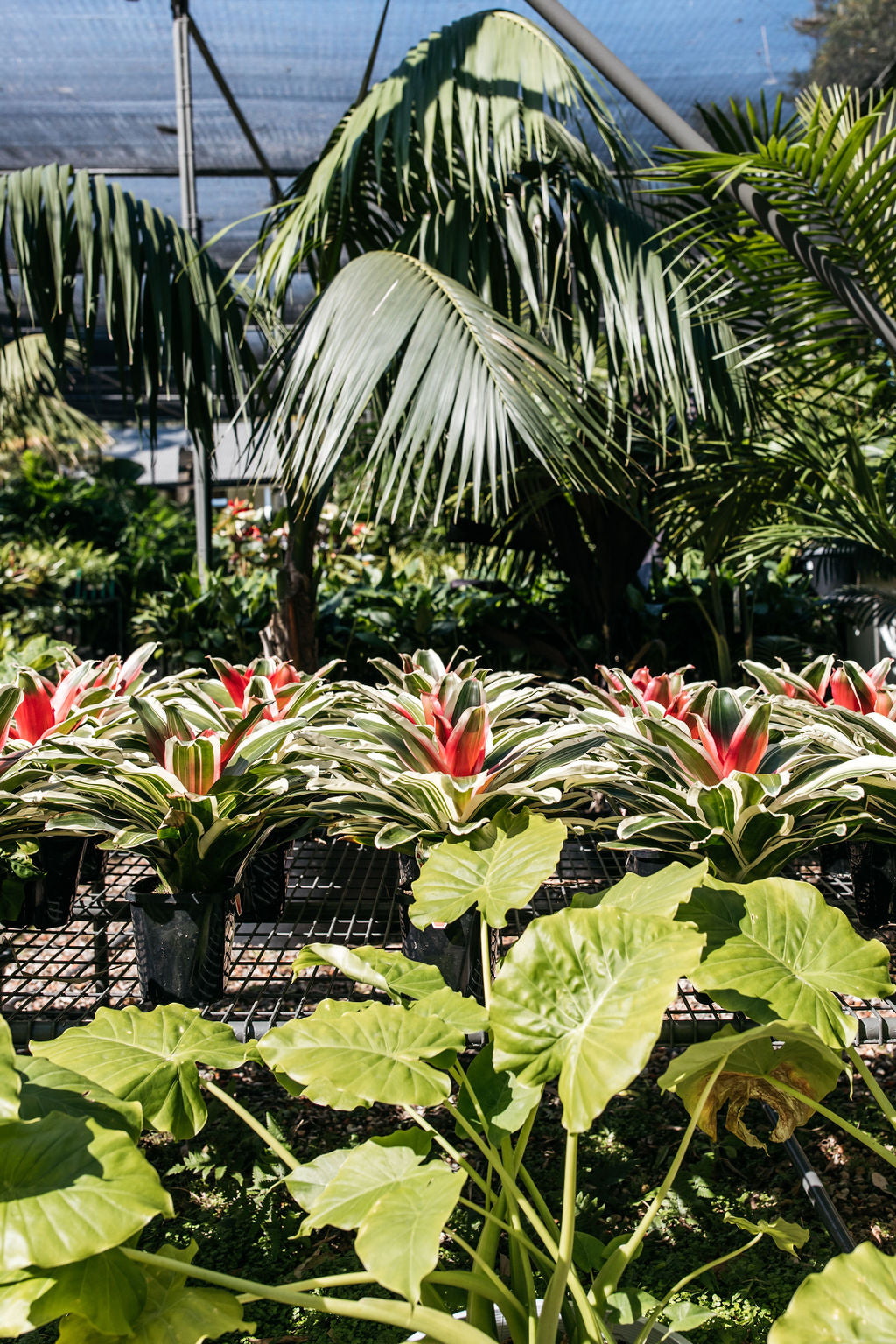 Neoregelia Bromeliad 'Inferno'