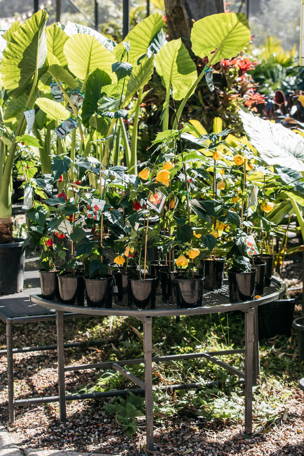 Chinese Lantern (Abutilon x hybridum)