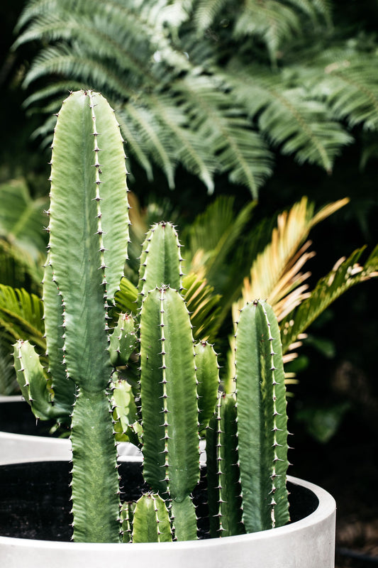 Cowboy Cactus (Euphorbia ingens)