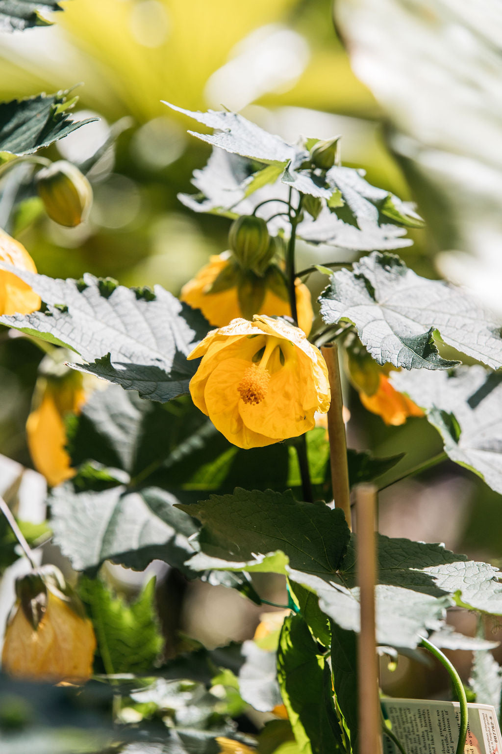 Chinese Lantern (Abutilon x hybridum)