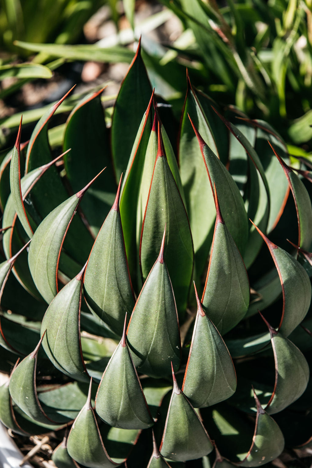 Mangave Praying Hands