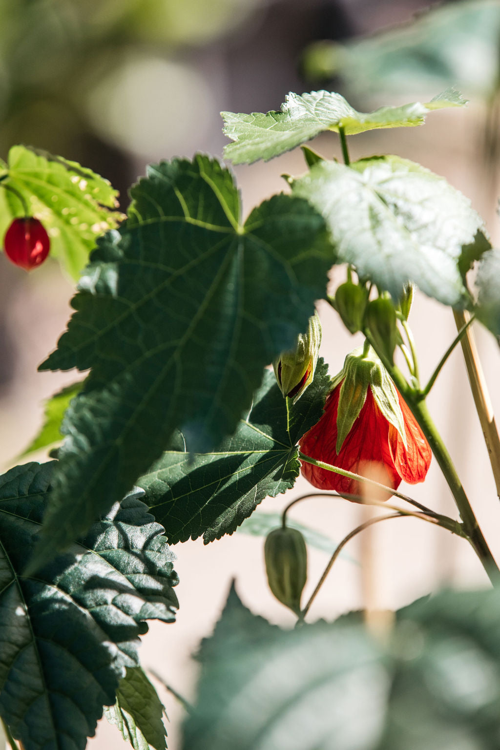 Chinese Lantern (Abutilon x hybridum)