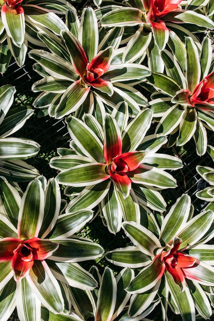 Neoregelia Bromeliad 'Inferno'