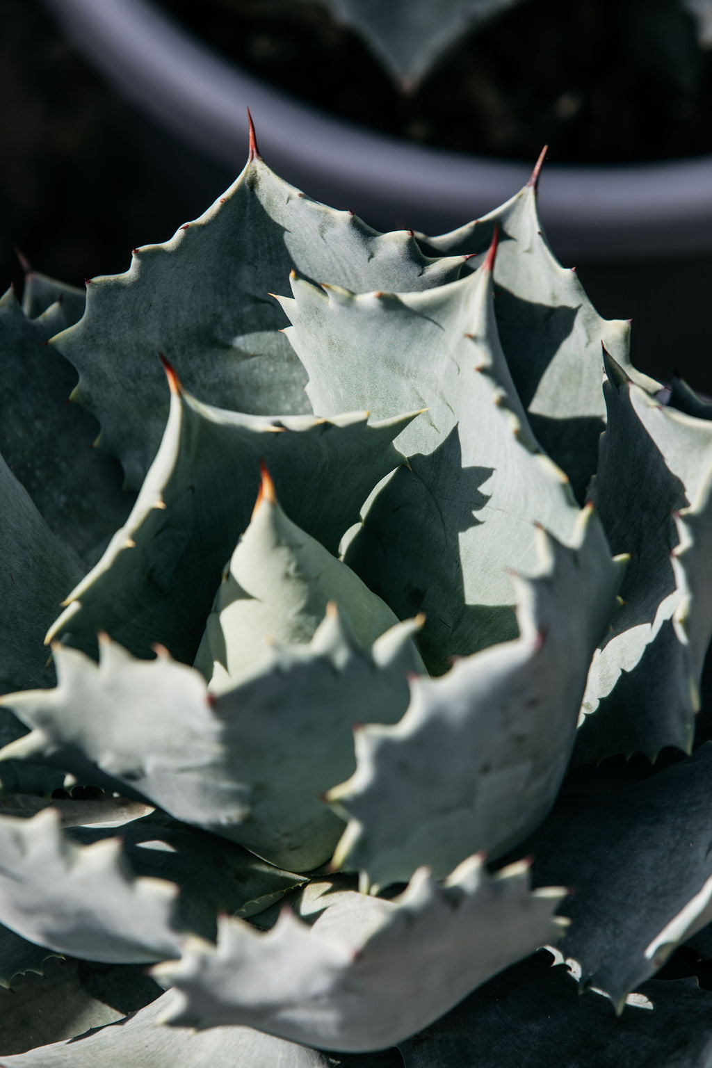Agave parassana