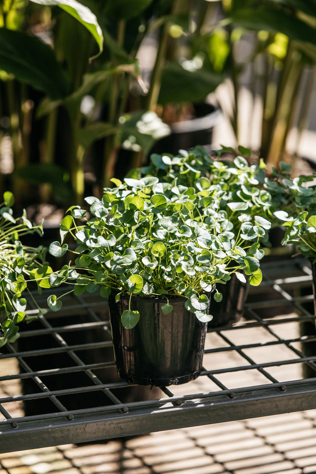 Dichondra 'Emerald Falls' (Dichondra repens)