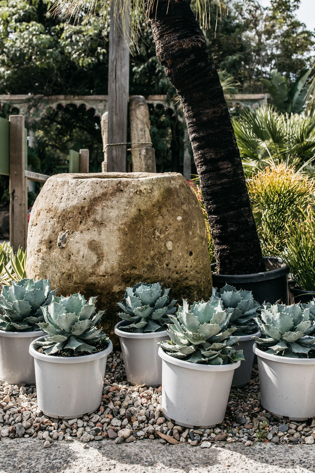 Agave parassana