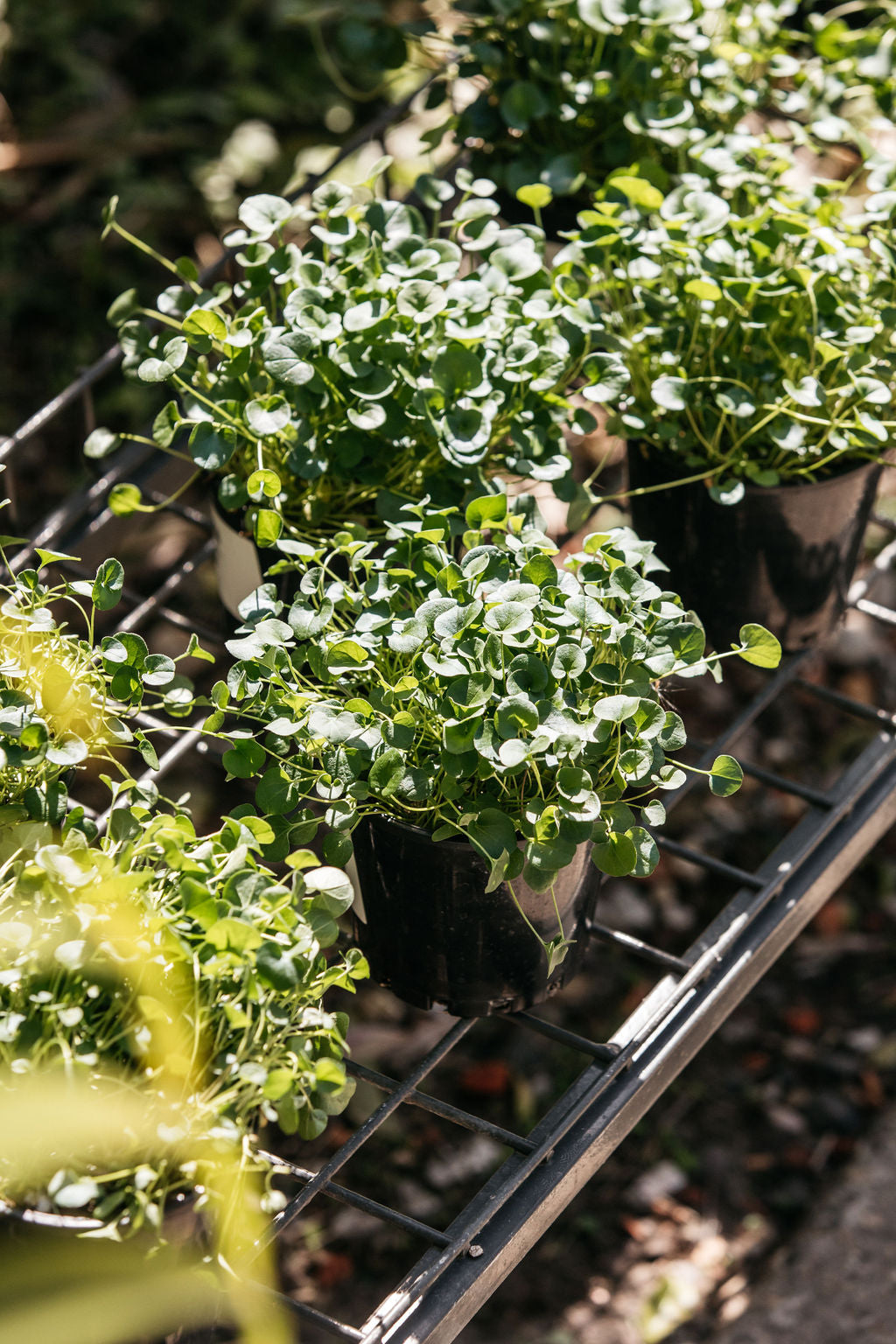 Dichondra 'Emerald Falls' (Dichondra repens)