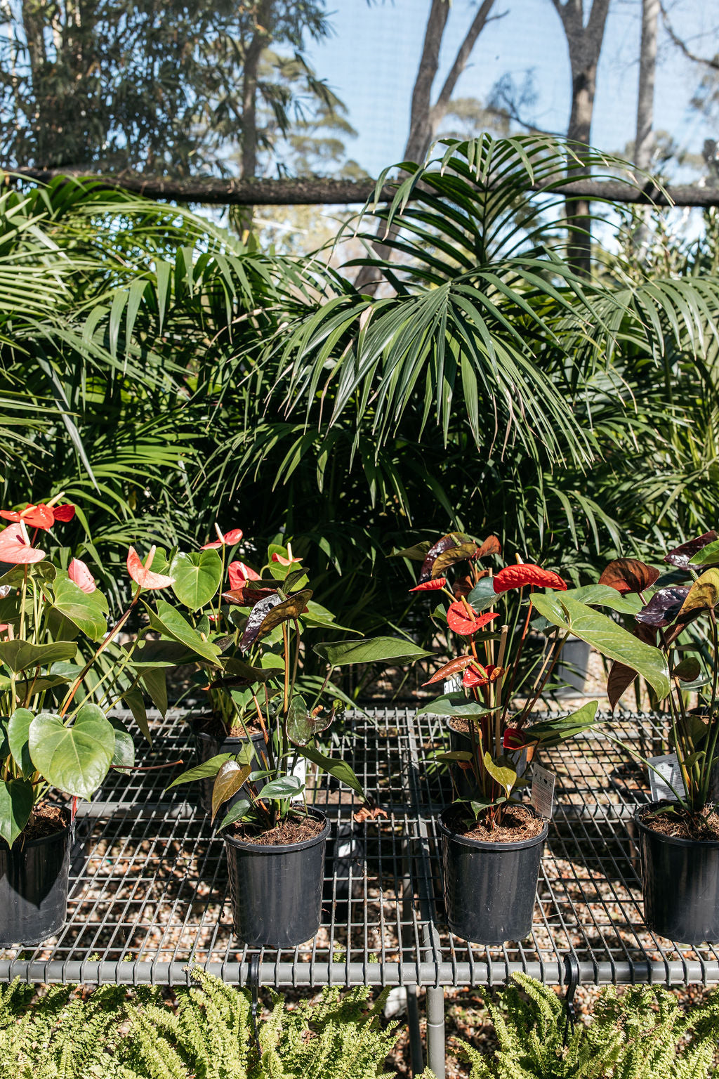 Flamingo Flower (Anthurium andraeanum mixed)