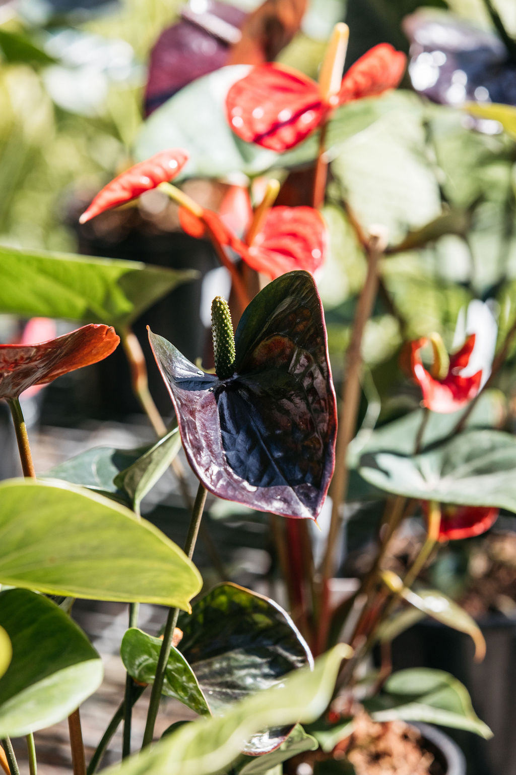 Flamingo Flower (Anthurium andraeanum mixed)