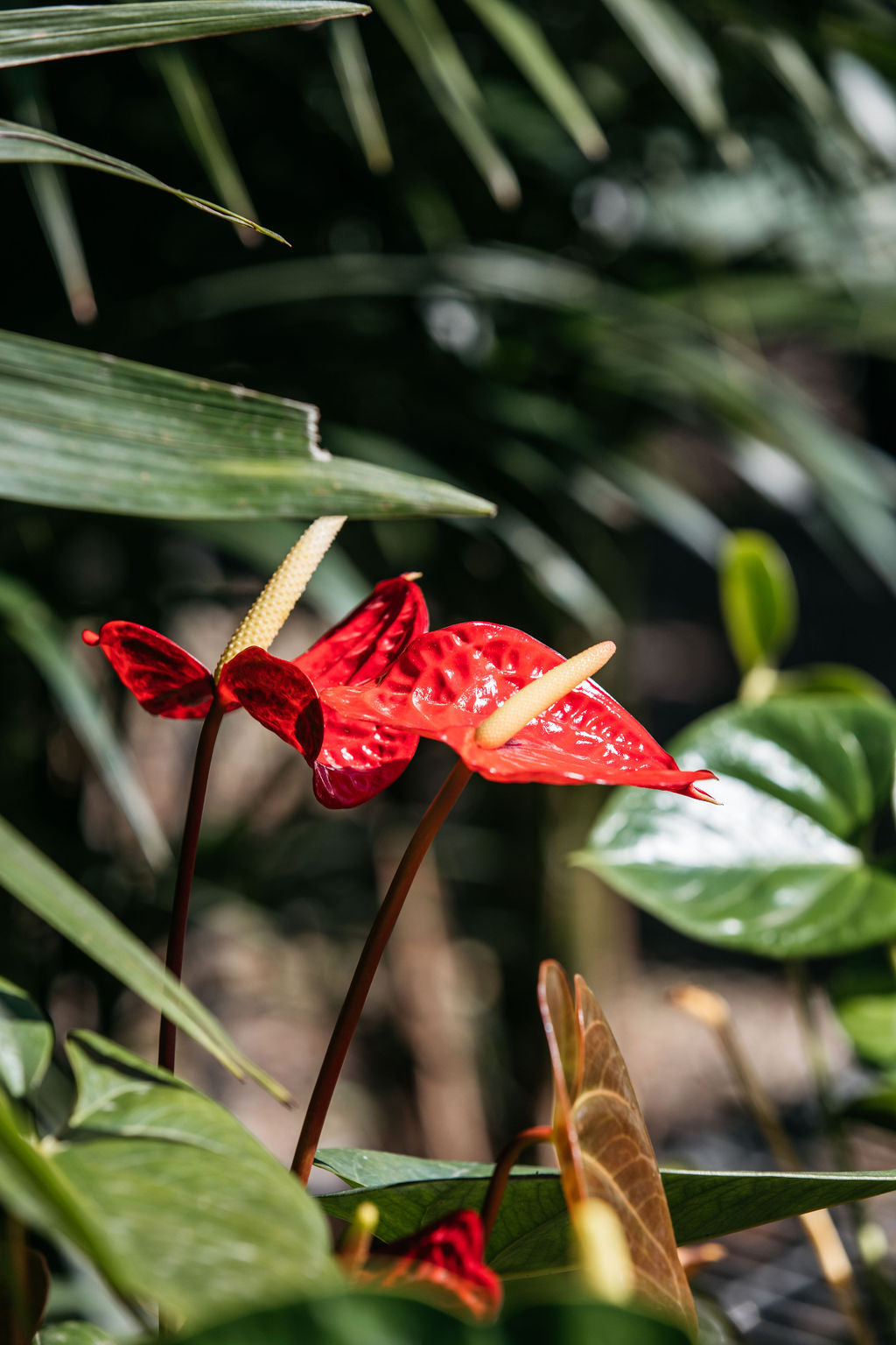 Flamingo Flower (Anthurium andraeanum mixed)